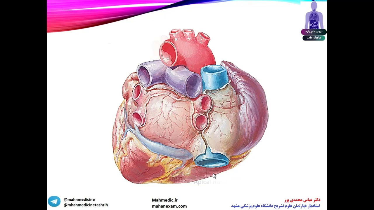 آناتومی دکتر محمدی پور. آناتومی قلب (میوکاردیوم)
