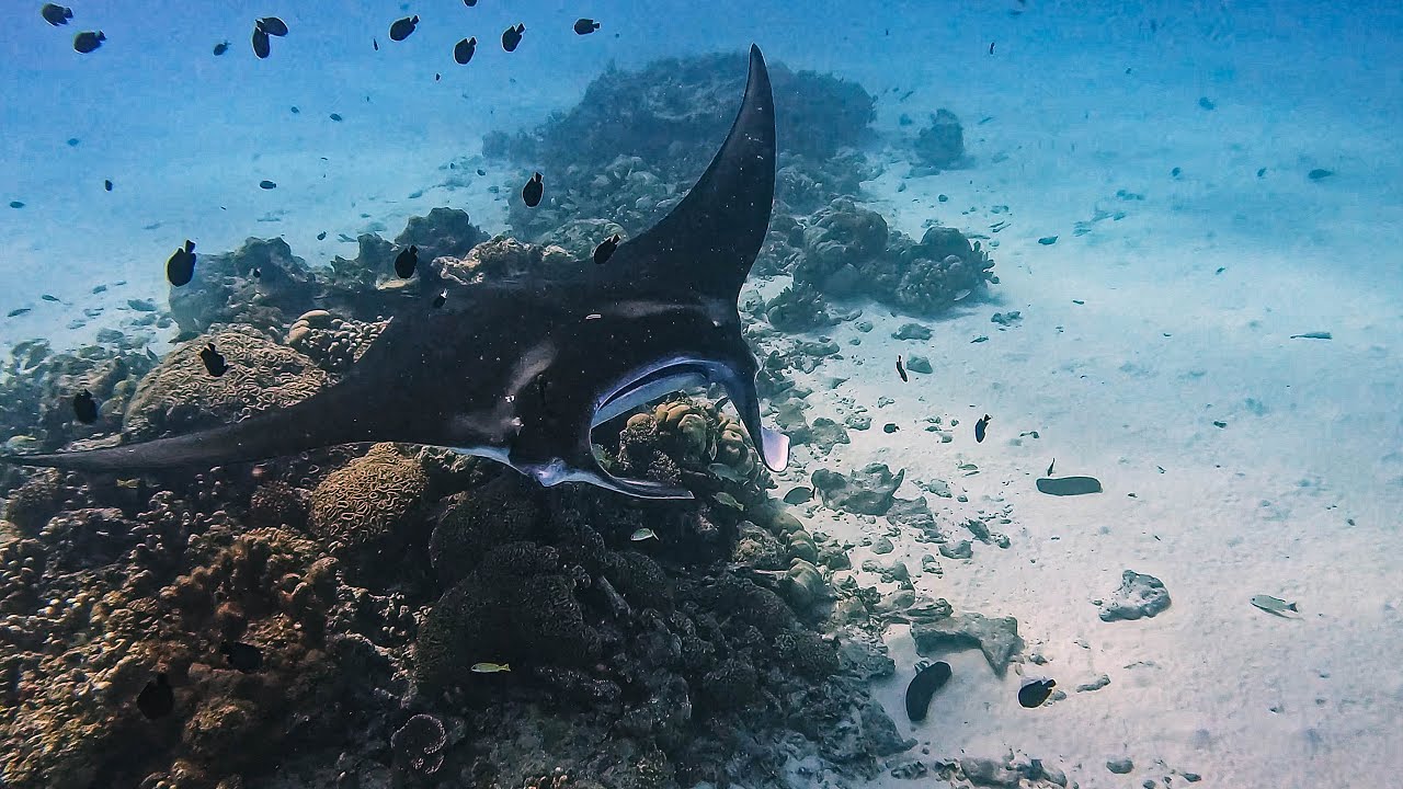 Cocos (Keeling) Islands Snorkel