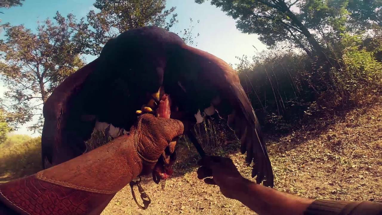 Nuova Falconeria - Allievo alla prima lezione