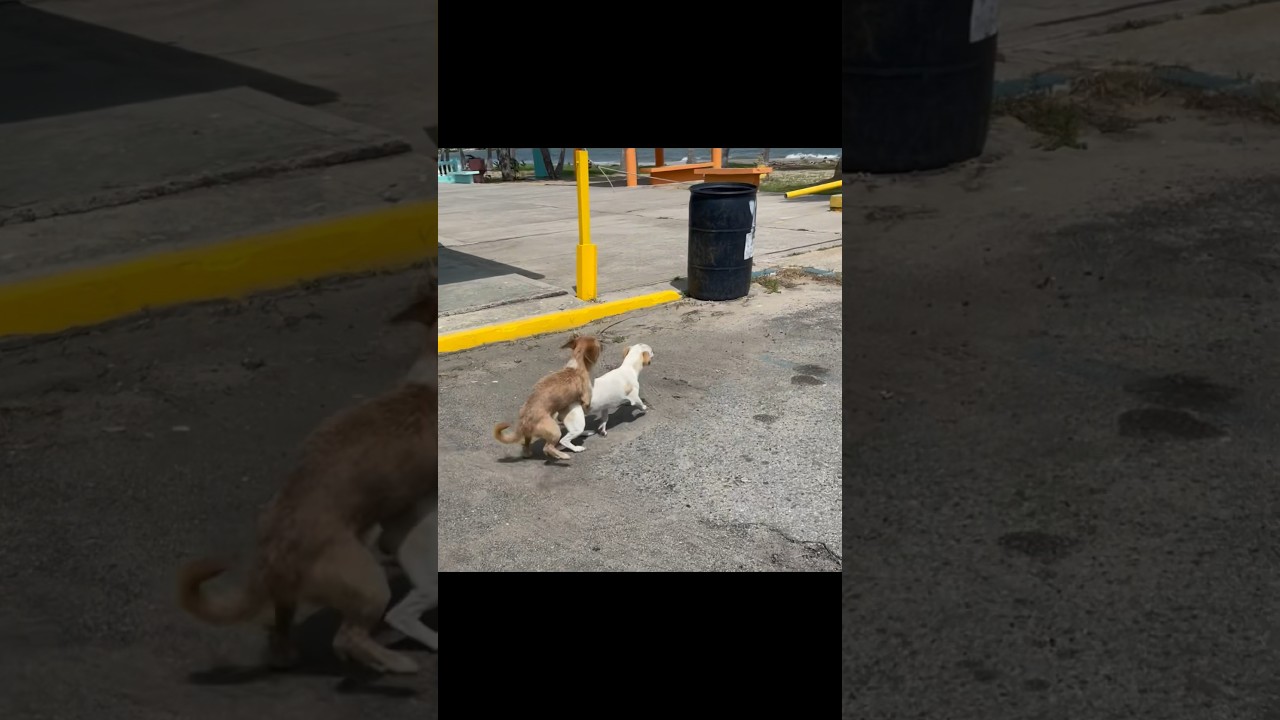 Street Dogs Breeding