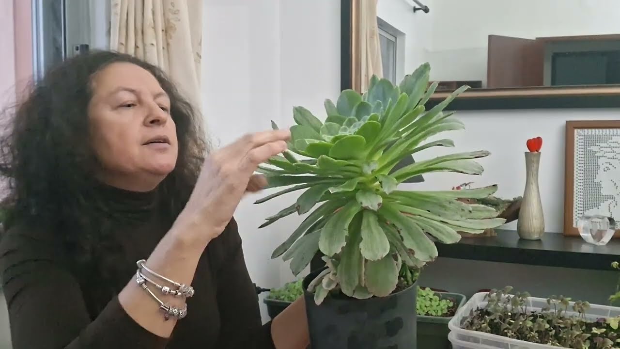 🌿🍀 O segredos para ter aeonium Gigante 