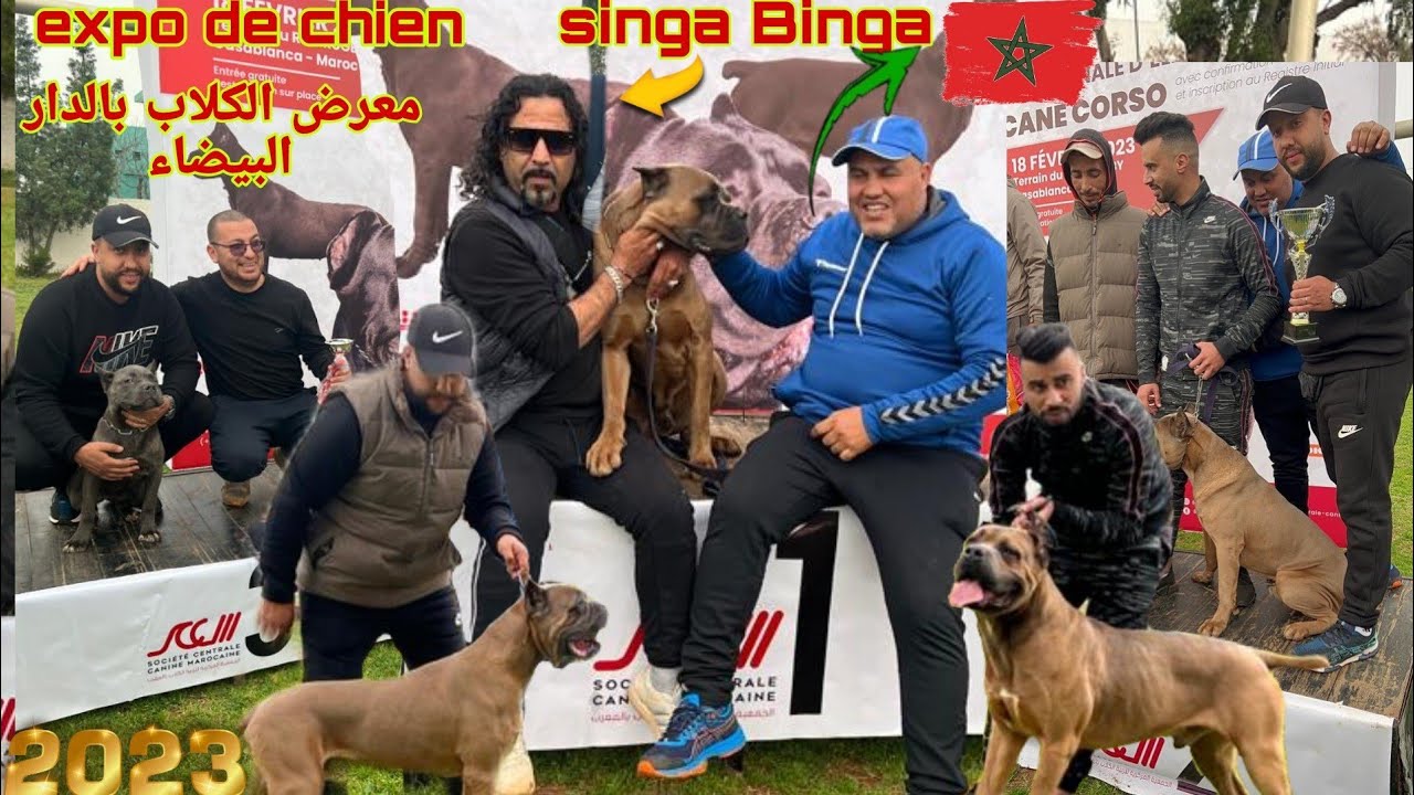 أروع وأجمل معرض للكلاب🏆 بالدار البيضاء 🇲🇦🇲🇦meilleur expo de chien ou Maroc jamalk jamal 🐕🐕🐕‍🦺💥💣