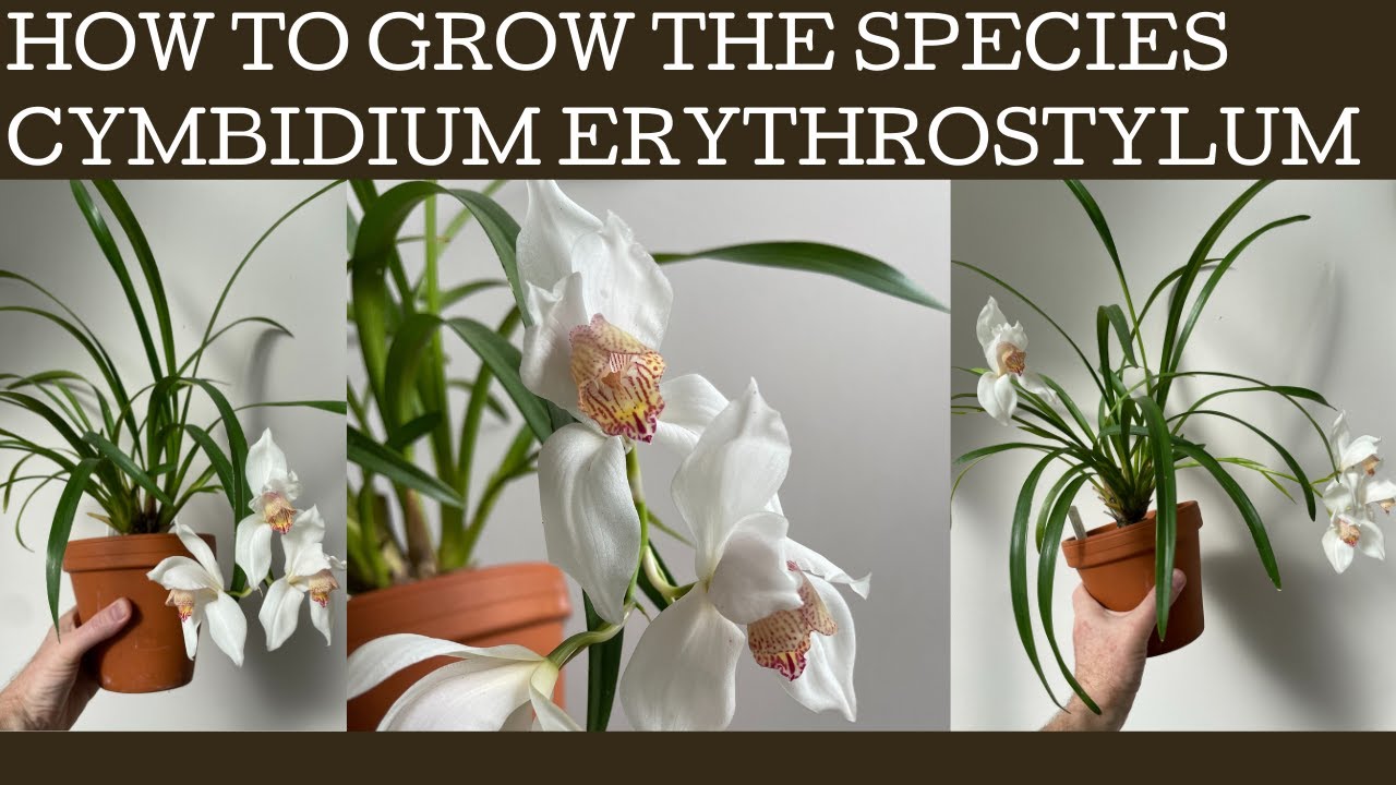 How to grow the species Cymbidium erythrostylum: a beautiful easy to care for stunner!