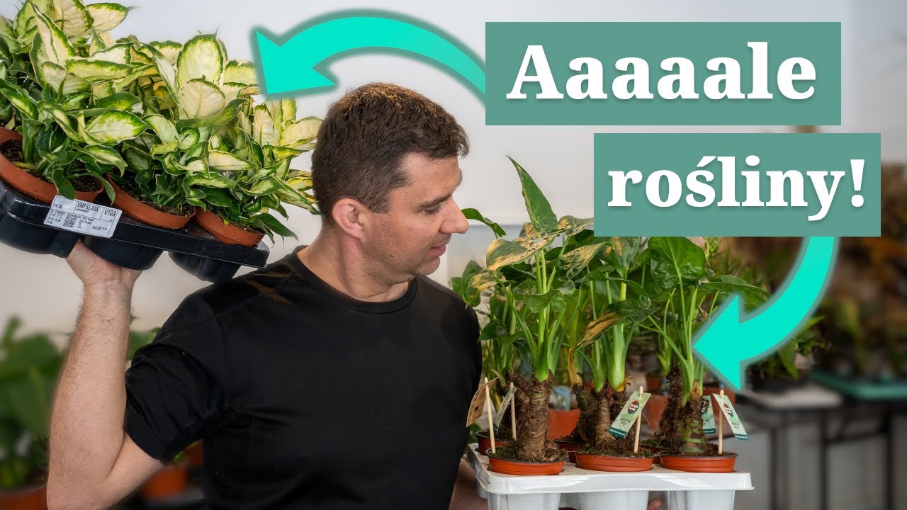 Rośliny do domu. Cała nowa dostawa dla WAS. #alocasia, #nolina, #corokia