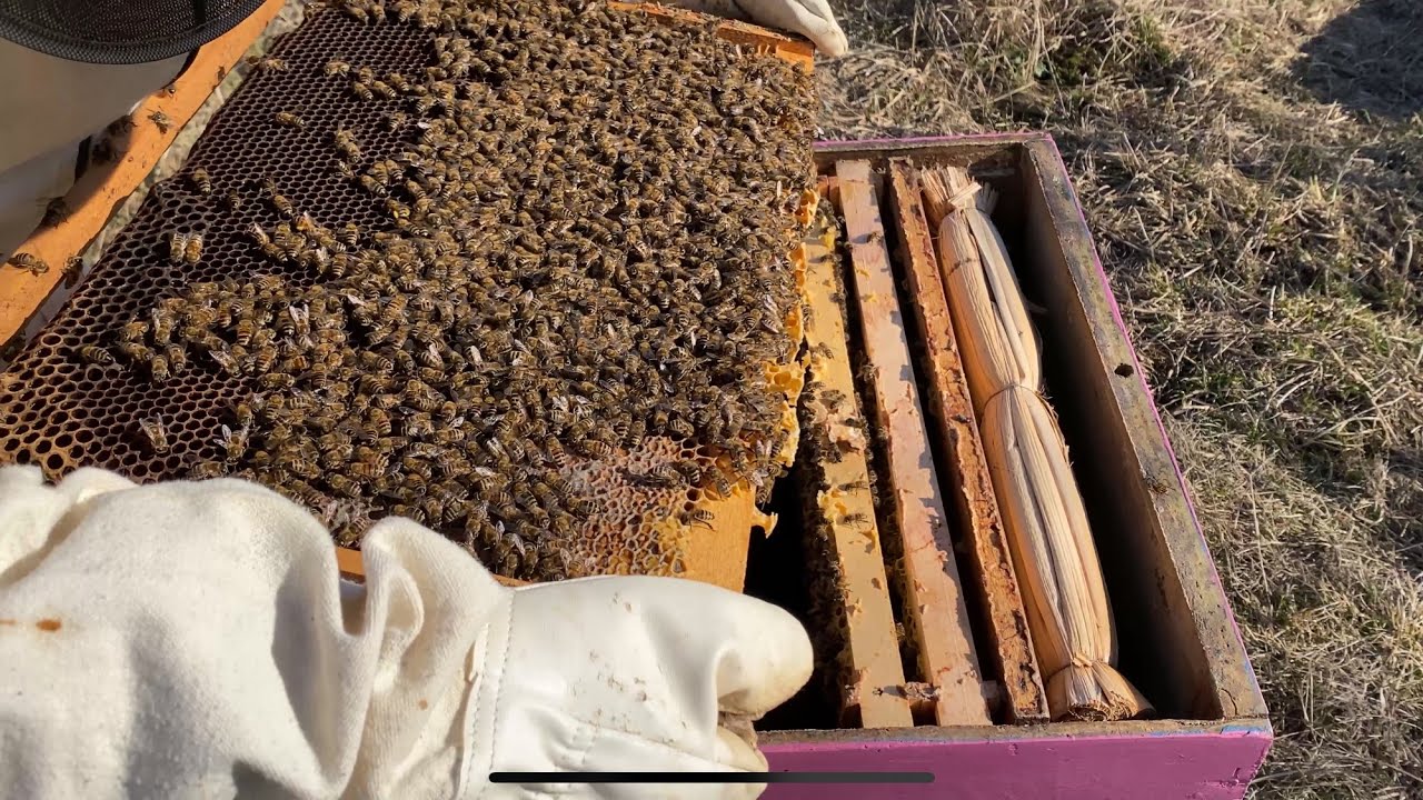 First Spring Hive Inspection: They Survived 0°F! ☀️🐝 #beekeeper 