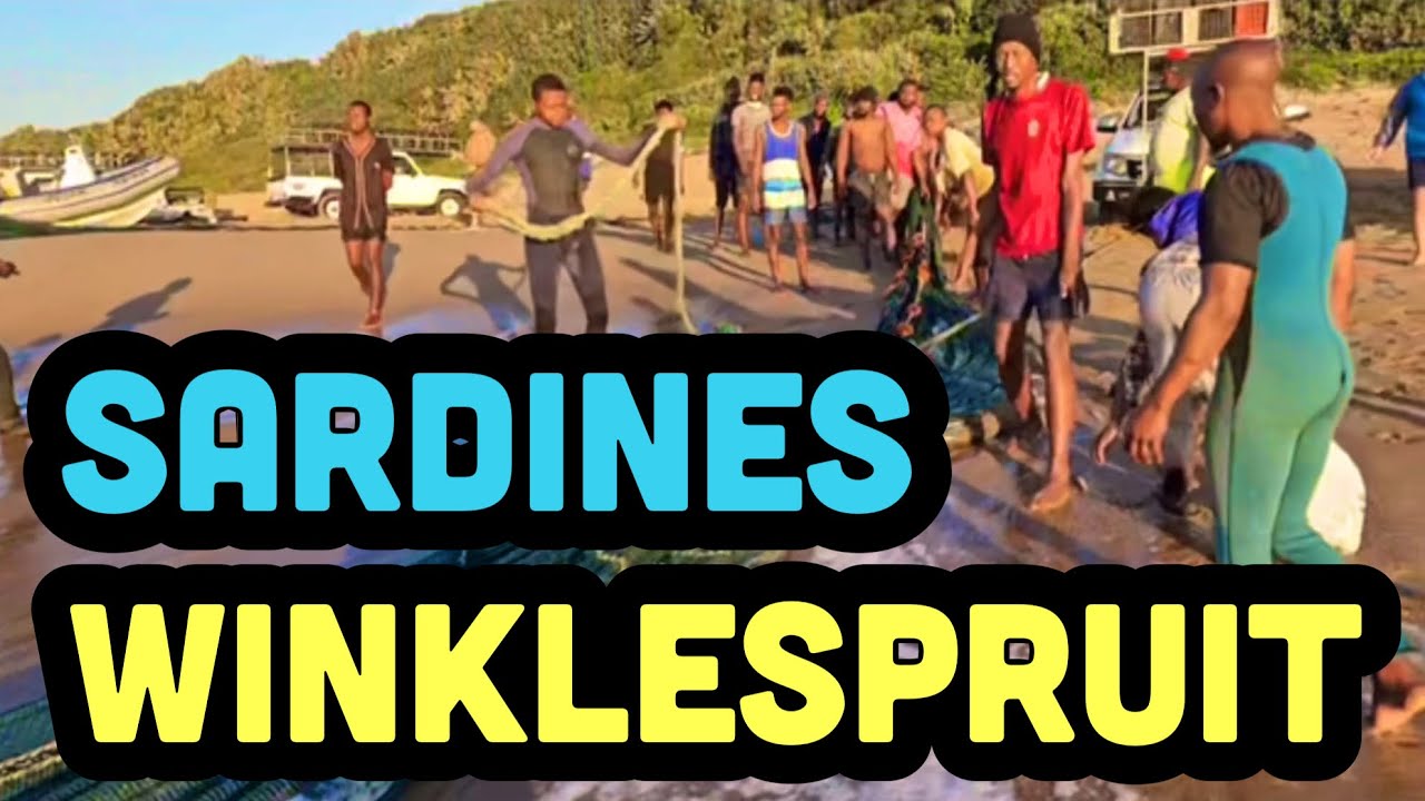 Sardine Run Update 2025