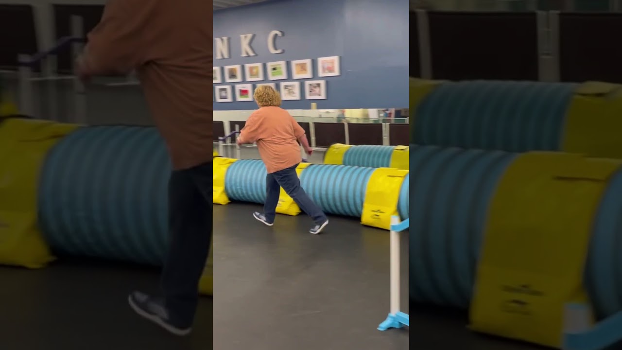 Madoogan learning agility foundations. #lifewithdogs #dogagilitytraining #shelterdog