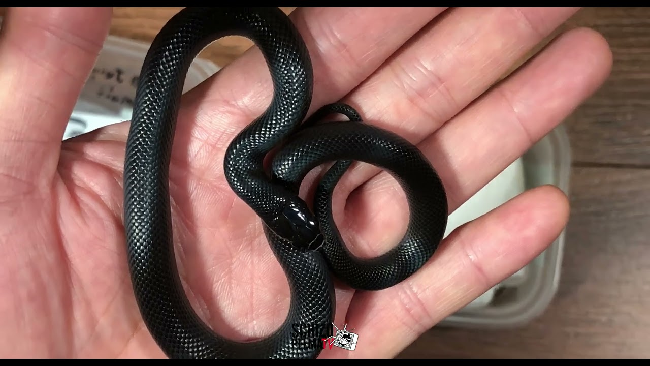 Got one of my dream snake!! The Mexican Black Kingsnake...