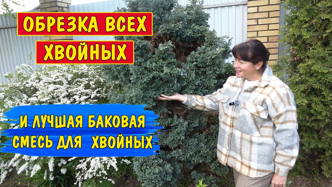 Как обрезать тую, елку, сосну, пихту, тис, лиственницу, кипарисовик, можжевельник?