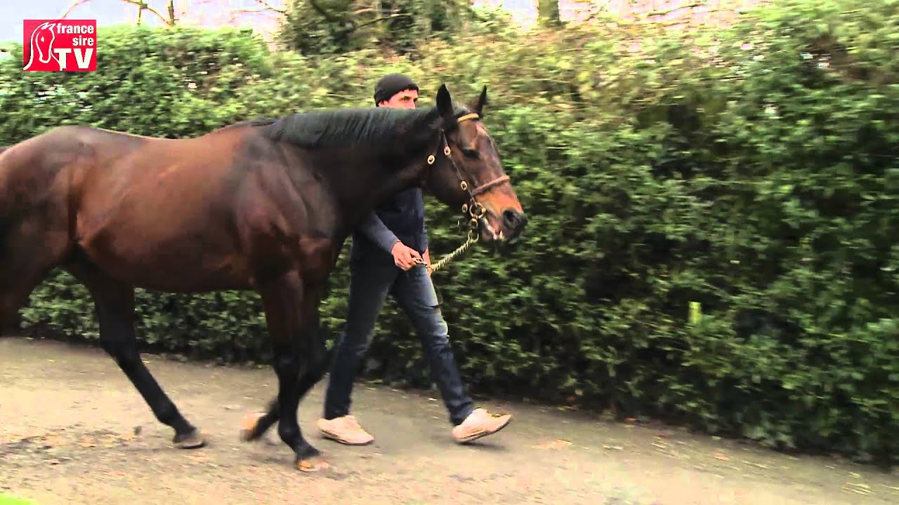 Dandy Man - Irish Stallion Trail 2016