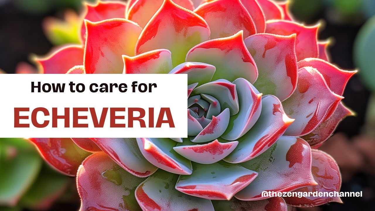 How to care for Echeveria🪴Succulent care