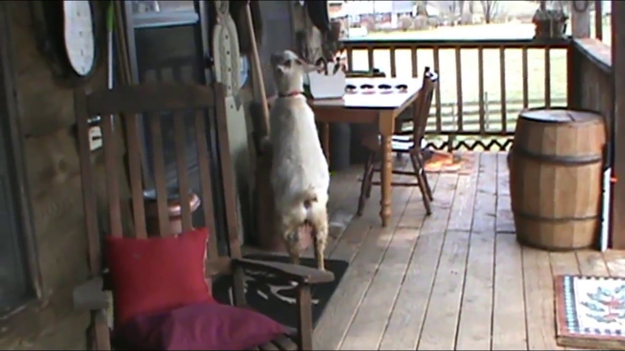 Goat On The Porch! Fun In The Sun!