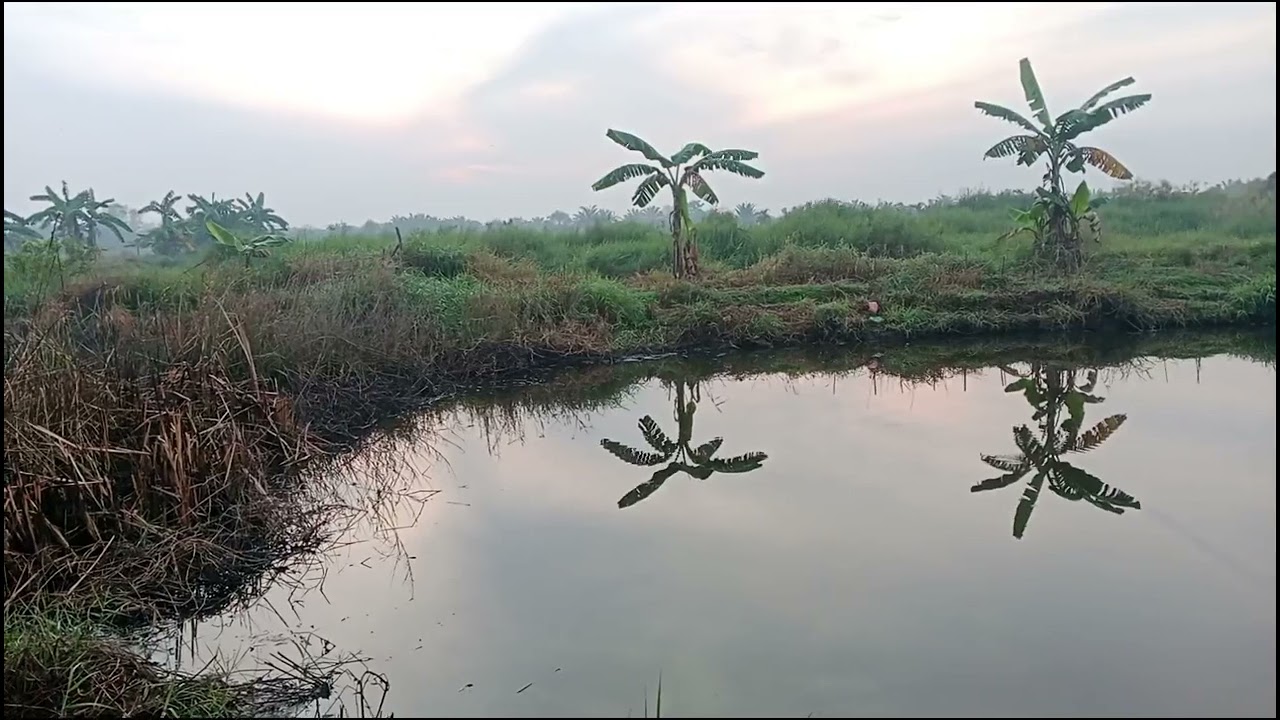 @hsl buka ke2 klm wak amir rawa badak sunge udang buka ke3 tgl.25.01.2026 jm 05 pagi tkt Rp.50k