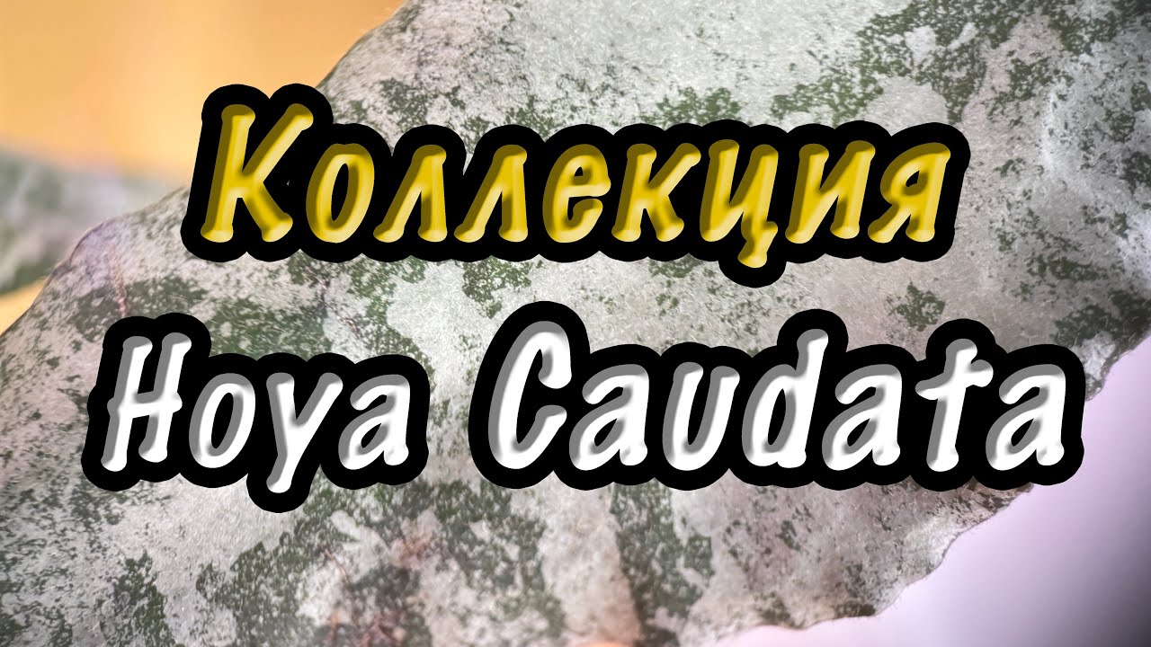 Коллекция Hoya Caudata