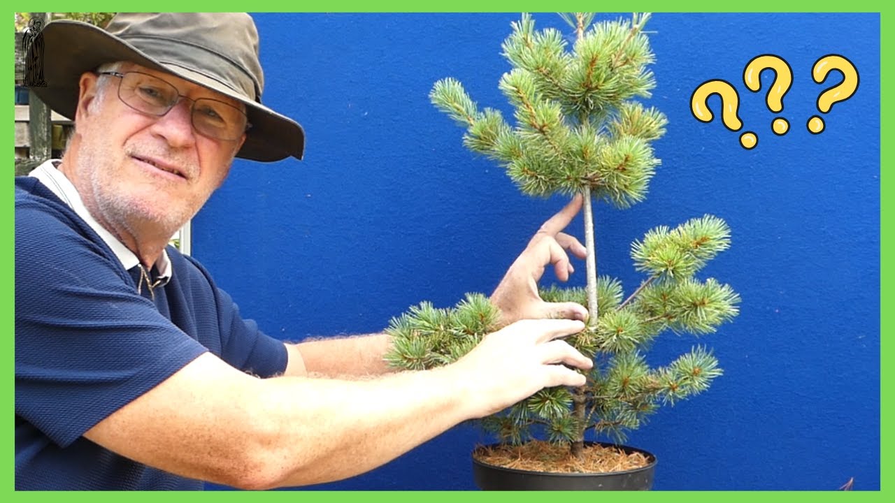 Bonsai Problems we ALL Face | The Beginner’s Truth!