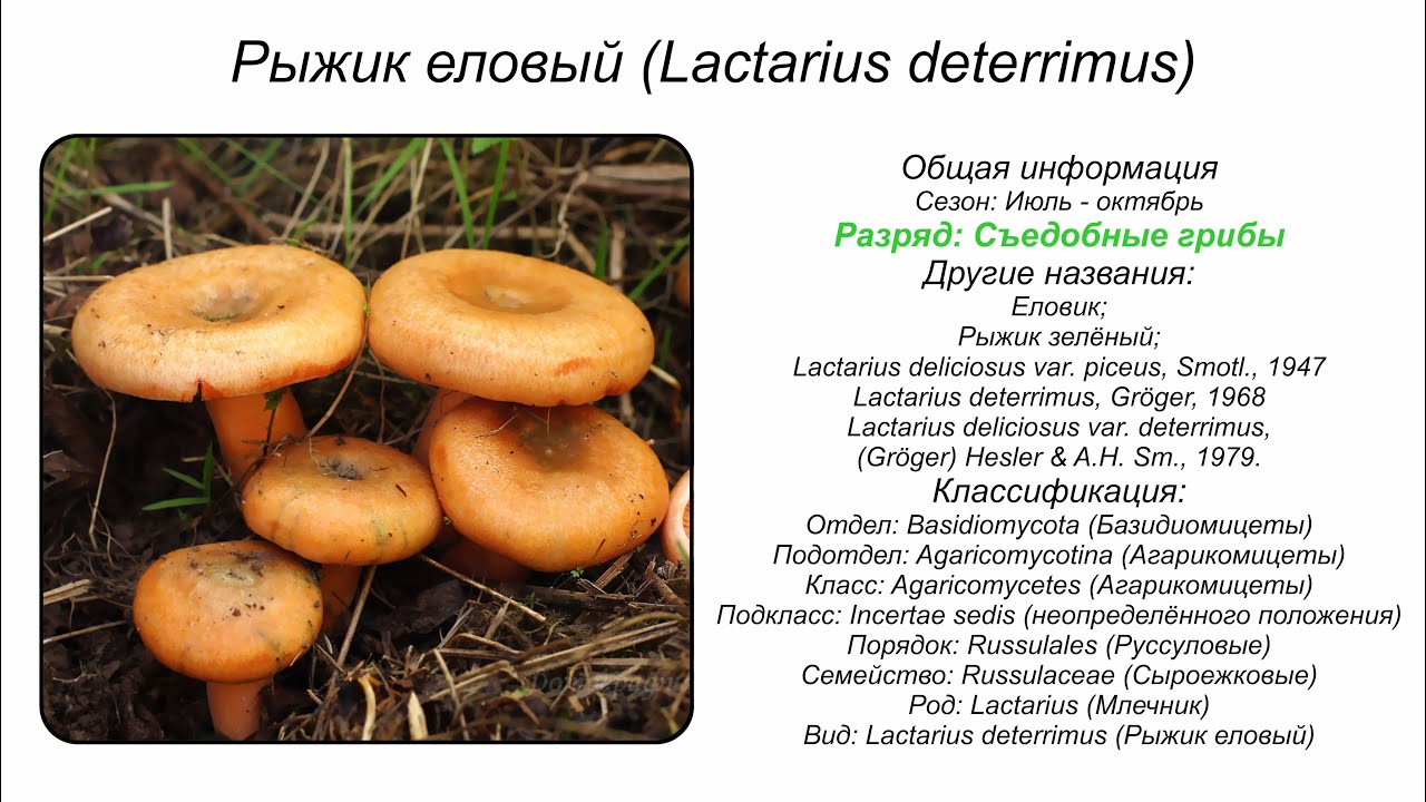Рыжик еловый (Lactarius deterrimus)