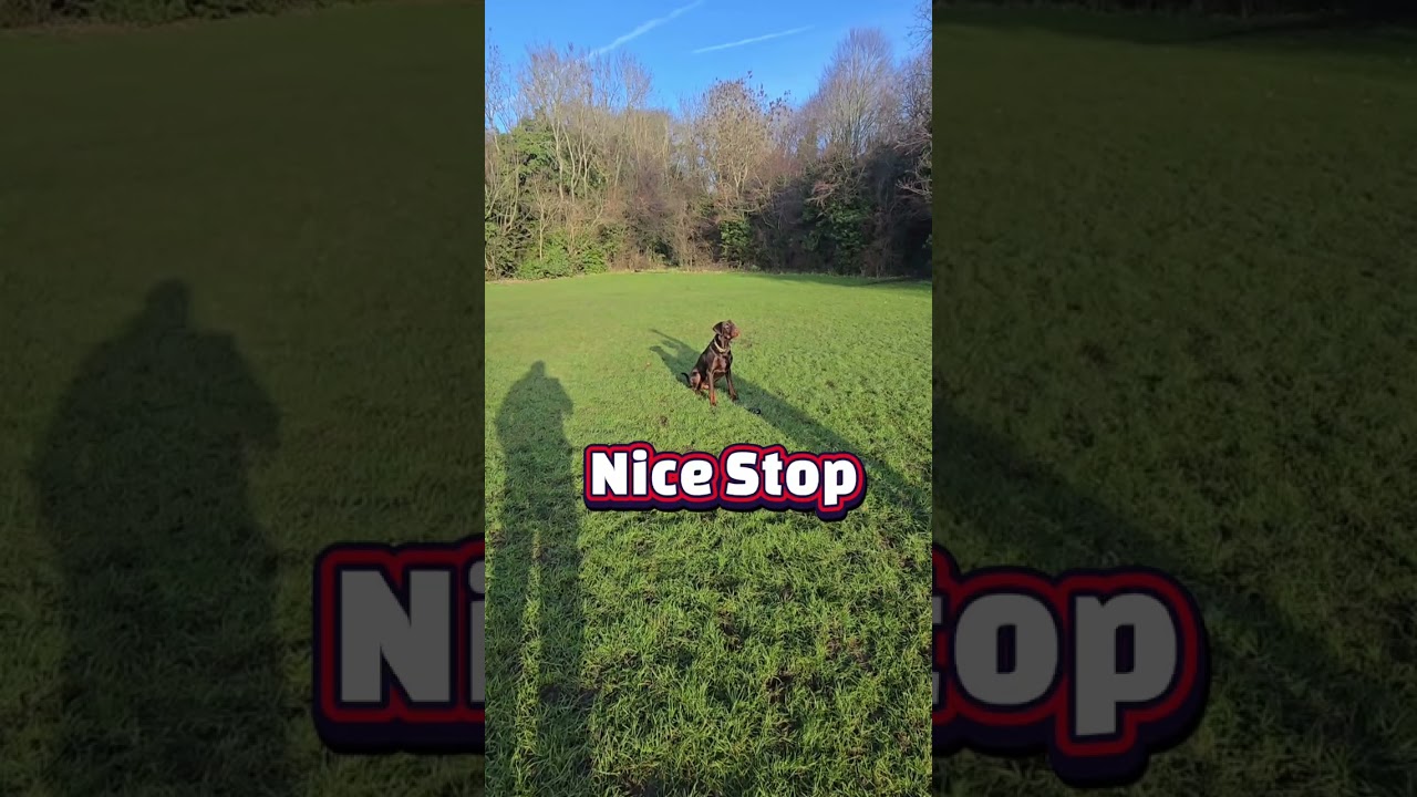 Apollo Session- Changing Criteria to help the dog understand 