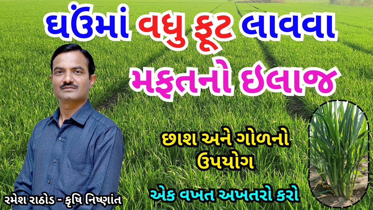 ઘઉંમાં ૩૦-૩૫ દિવસે વધુ ફૂટ કરાવવા માટે મફતનો ઇલાજ | છાશ ગોળના ઉપયોગથી ઘઉં જોરદાર ફૂટે | Wheat