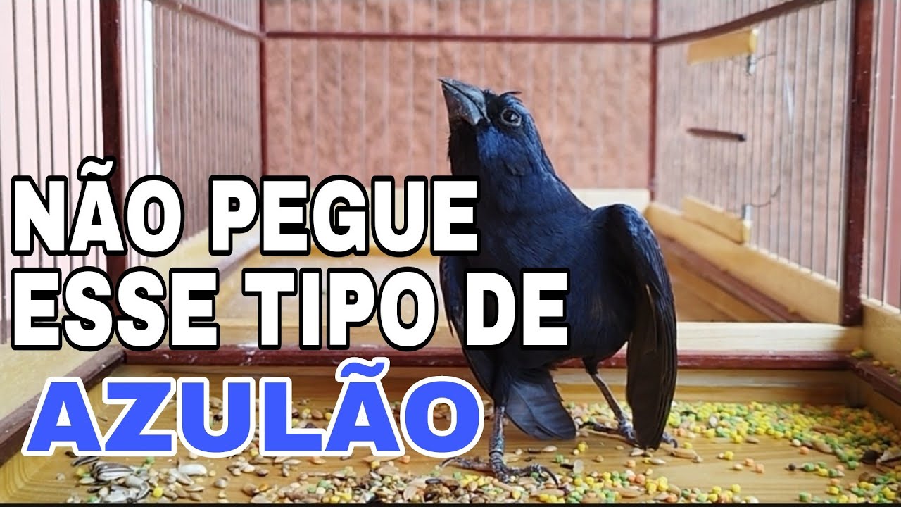 como saber que o AZULÃO é bom/ quais as características...