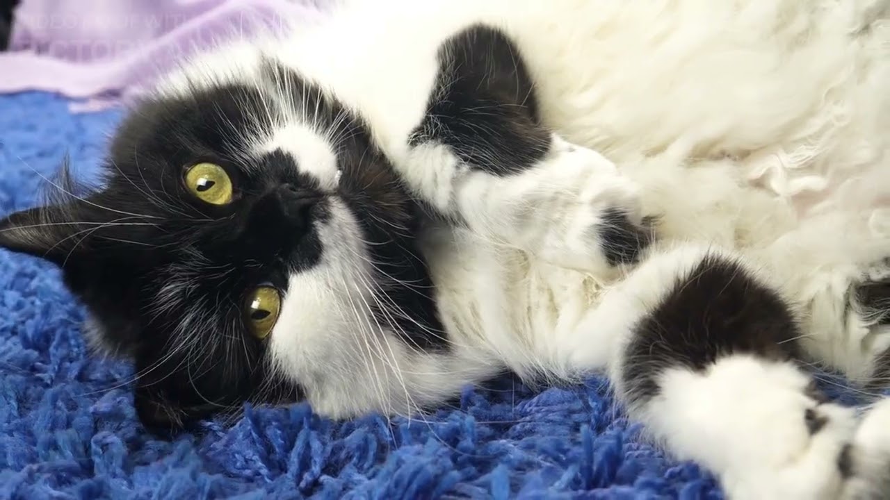 Top 10 Cats To Own | Best Cat Breeds