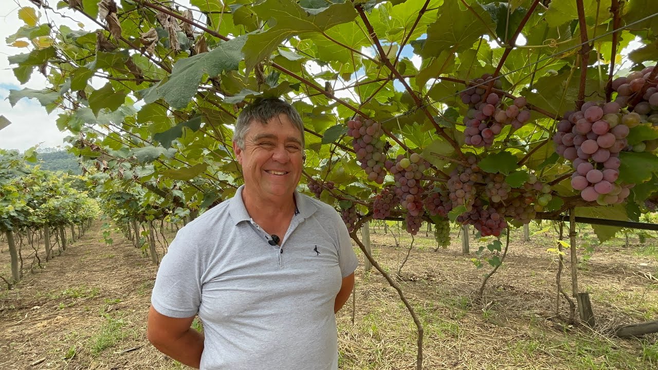 UVA -INOVAÇÃO EM UMA REGIÃO QUE NÃO TINHA TRADIÇÃO E MAIS O PASTEL DE UVA -SEU ALCINDO DE Witmarsum 