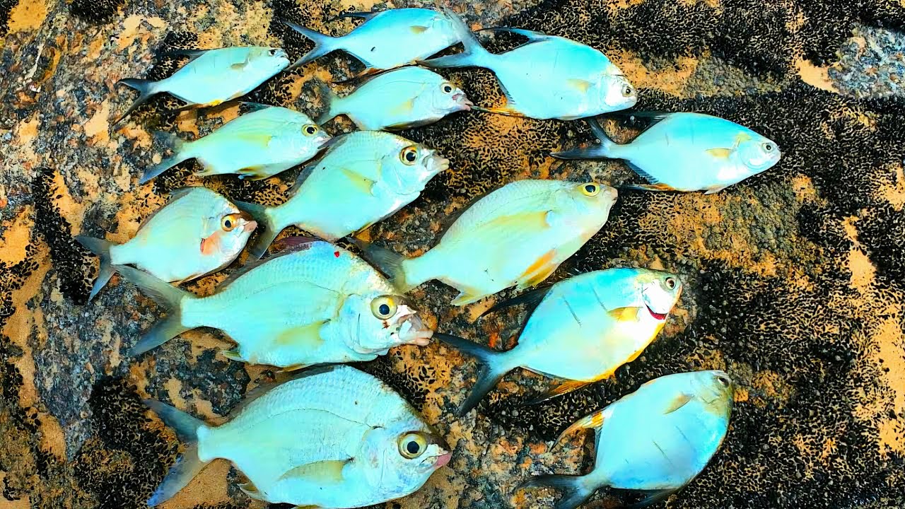 O cardume estava bem na frente! Pescaria na praia de Boa viagem!