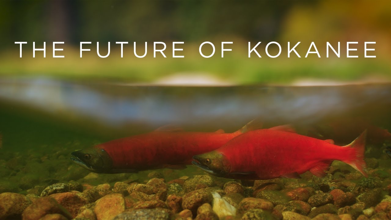 The Future of Idaho's Kokanee