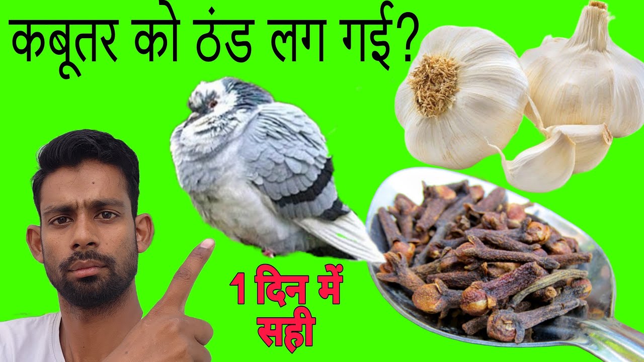 कबूतर को ठंड लग जाए तो क्या करे। कबूतर को सर्दी से कैसे बचाए। Kabootar care in WINTER.
