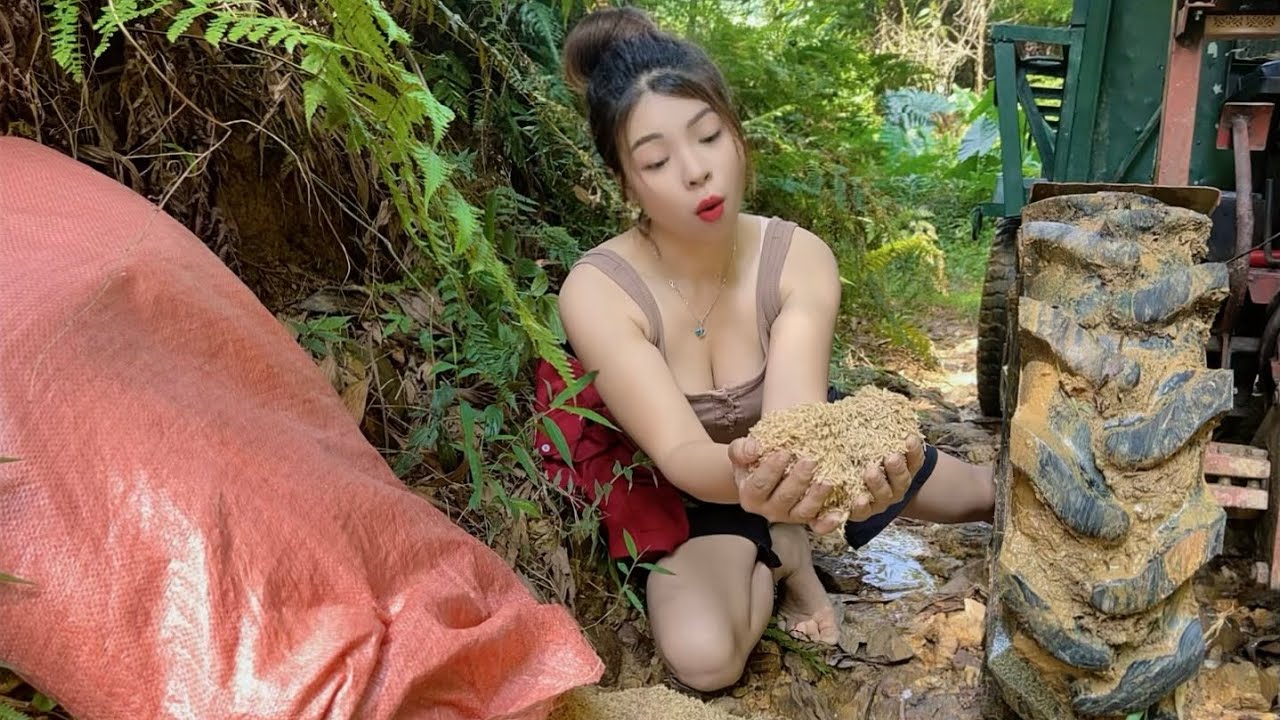 Female Mechanic: Sharing the Daily Work, Agricultural Vehicle Transporting Rice on a Hard Road