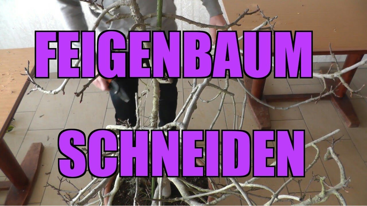 Feige schneiden | Wie schneide ich einen Feigenbaum