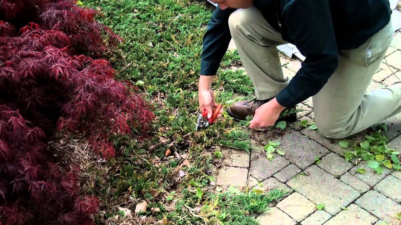 Spring Pruning Trees and Shrubs