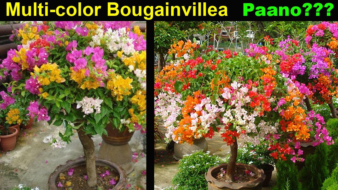 How to Graft Bougainvillea Flower (version1) - Part 1
