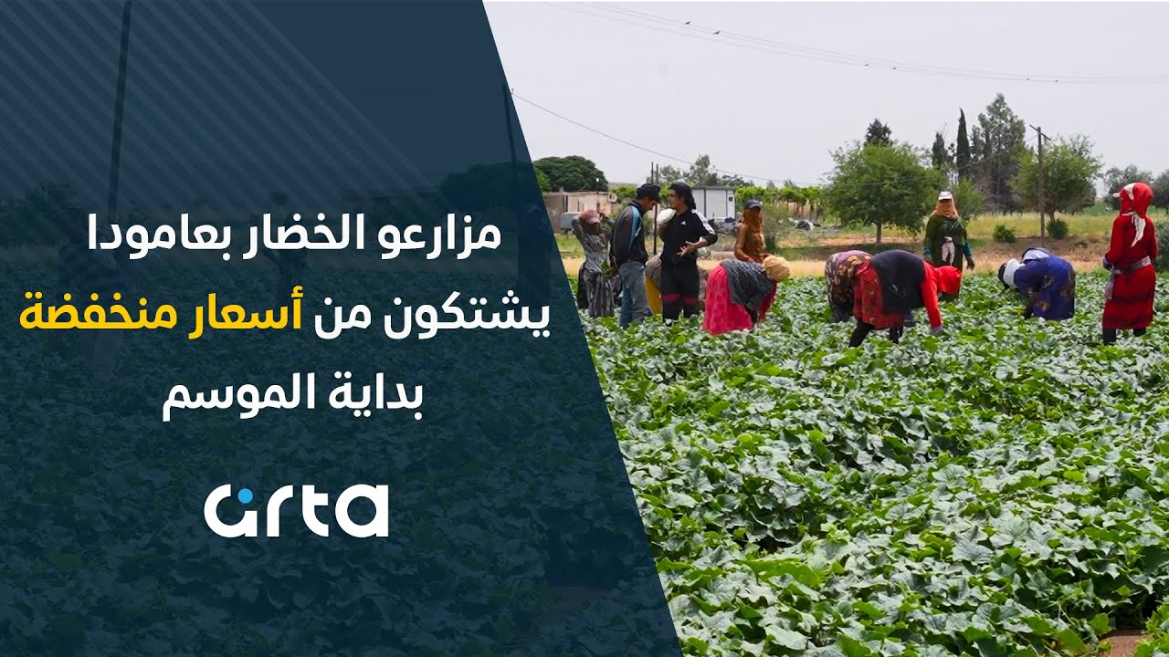 مزارعو الخضار بعامودا يشتكون من أسعار منخفضة بداية الموسم