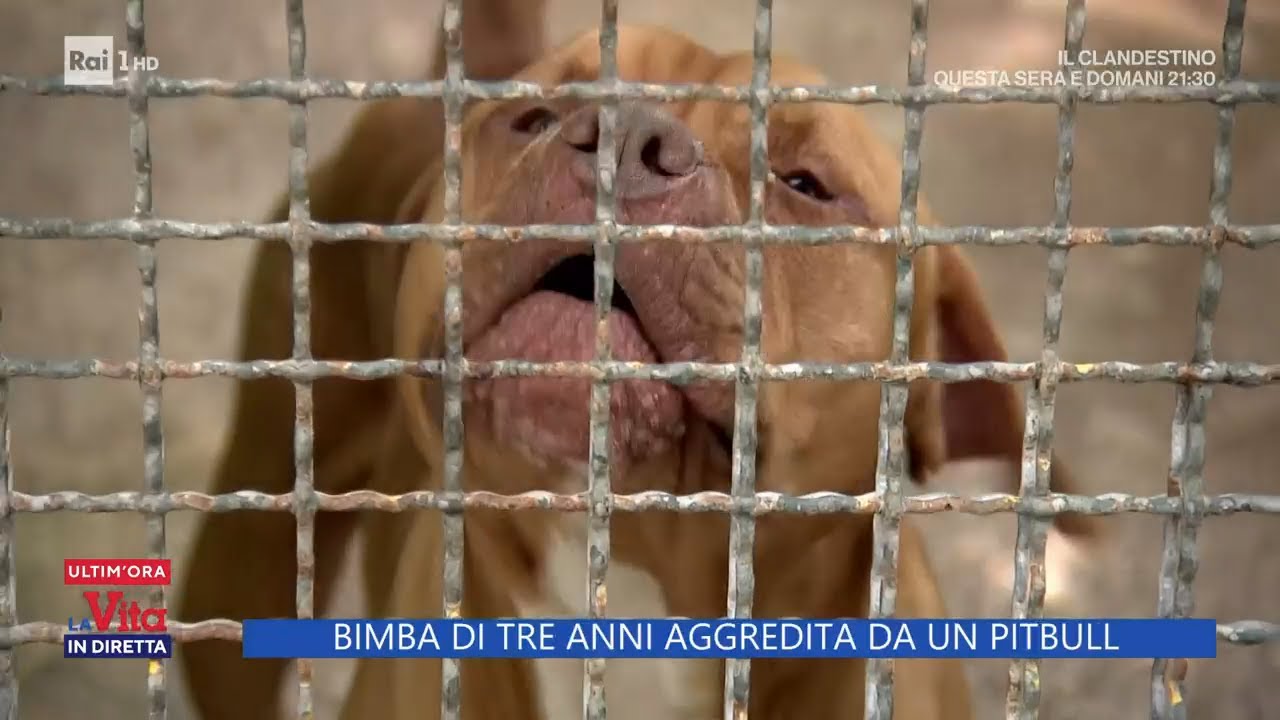 Bimba di tre anni aggredita da un pitbull - La Vita in diretta 13/05/2024