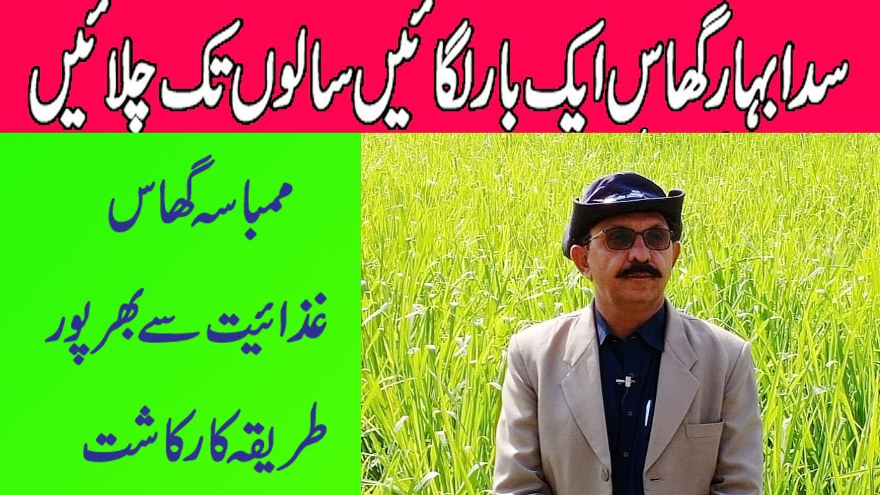 Mombasa Grass in Pakistan |  Super Mombasa F1 Grass in Pakistan  | Sada Bahar Grass | ممباسا گھاس