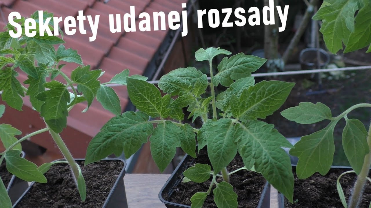 Rozsada pomidora pada lub źle rośnie? - czyli: jak nawozić i nie nawozić młodych sadzonek pomidorów