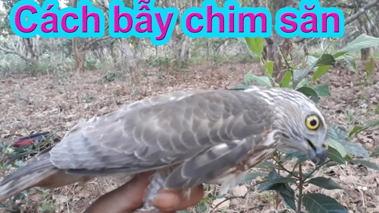 Cách bẫy chim săn mồi đơn giản hiệu quả
