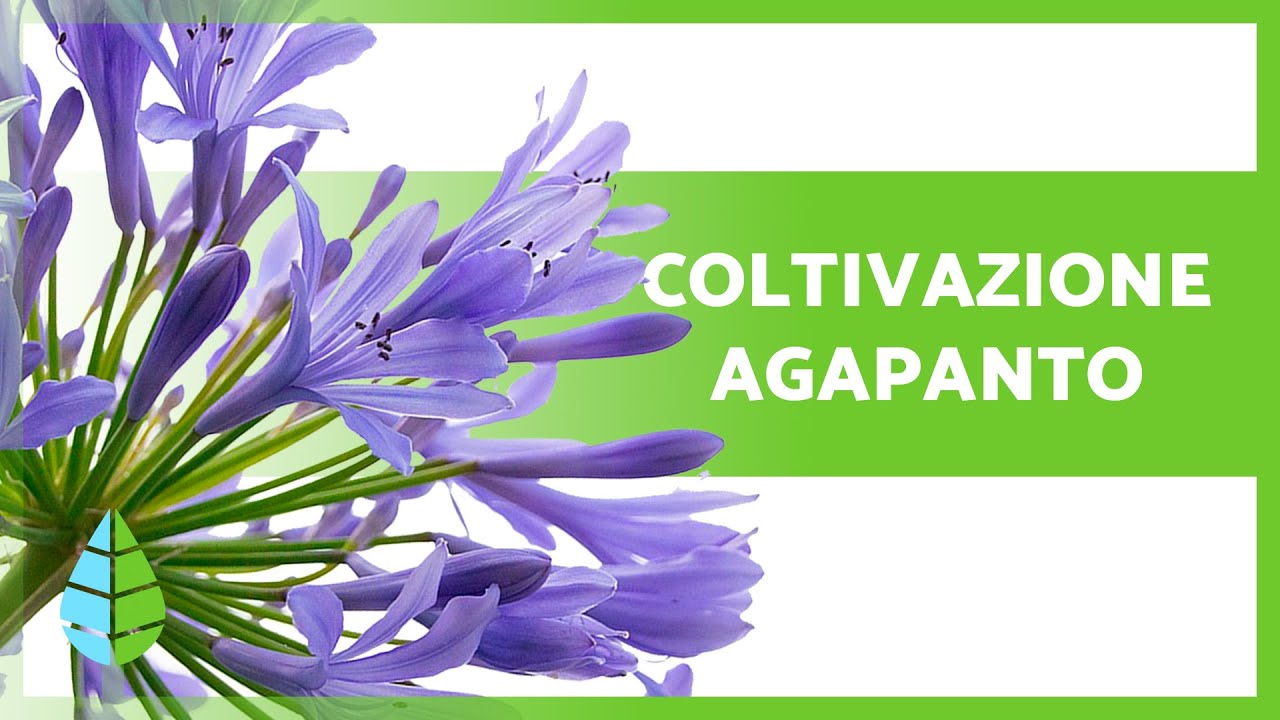 CURA DELL'AGAPANTO 🌿💜 (Substrato, Irrigazione, Potatura, Localizzazione e RIPRODUZIONE)