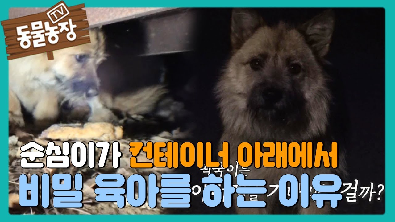 [속상] 순심이가 컨테이너에서 &lsquo;비밀 육아&rsquo;를 하는 이유 I TV동물농장 (Animal Farm) | SBS Story