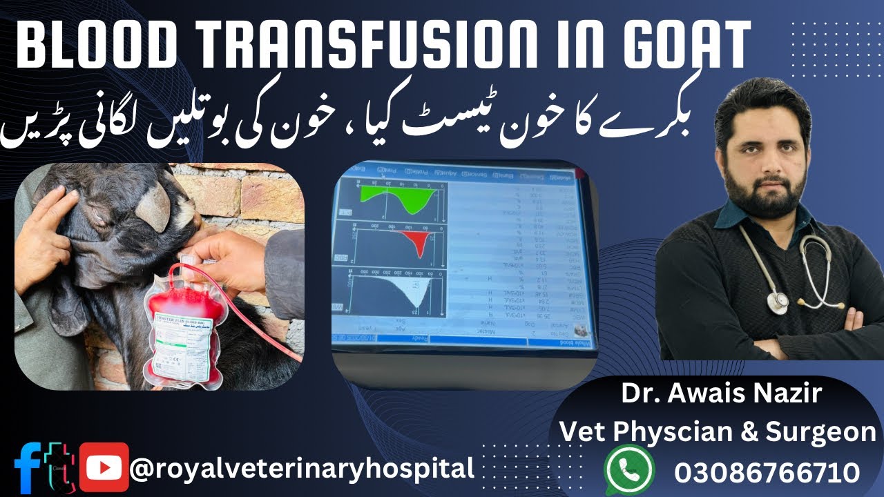 Blood Transfusion in goat | Blood parasites (babesia) confirmed | CBC | Microscopy