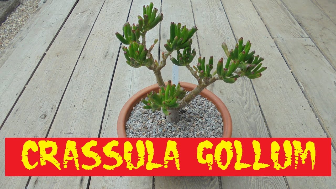 Crassula Gollum 🌴🌴🌴