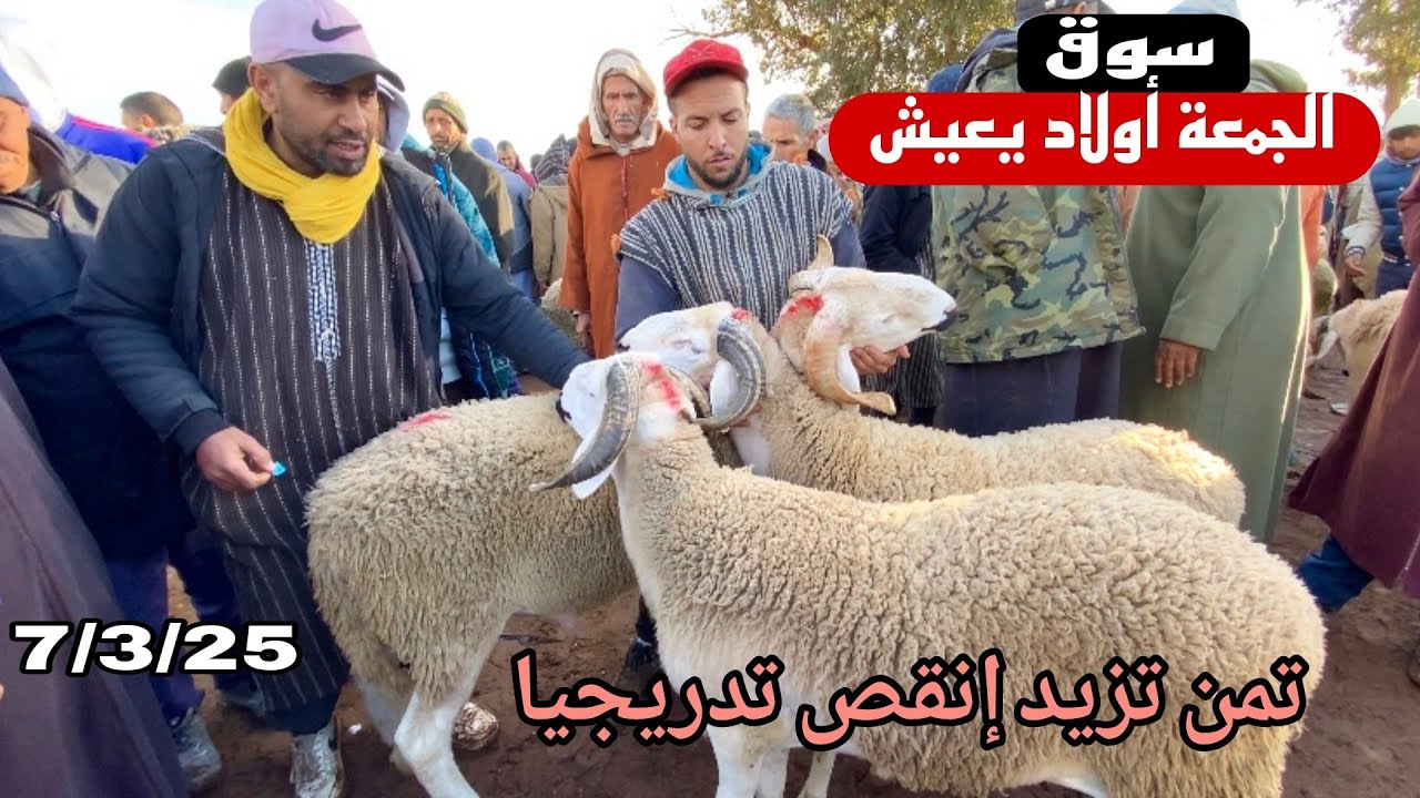 اليوم من سوق الجمعة أولاد يعيش إقليم بني ملال 7/3/25 مع تمن حولي و  ماعز و حولية 🐏🐑🇲🇦