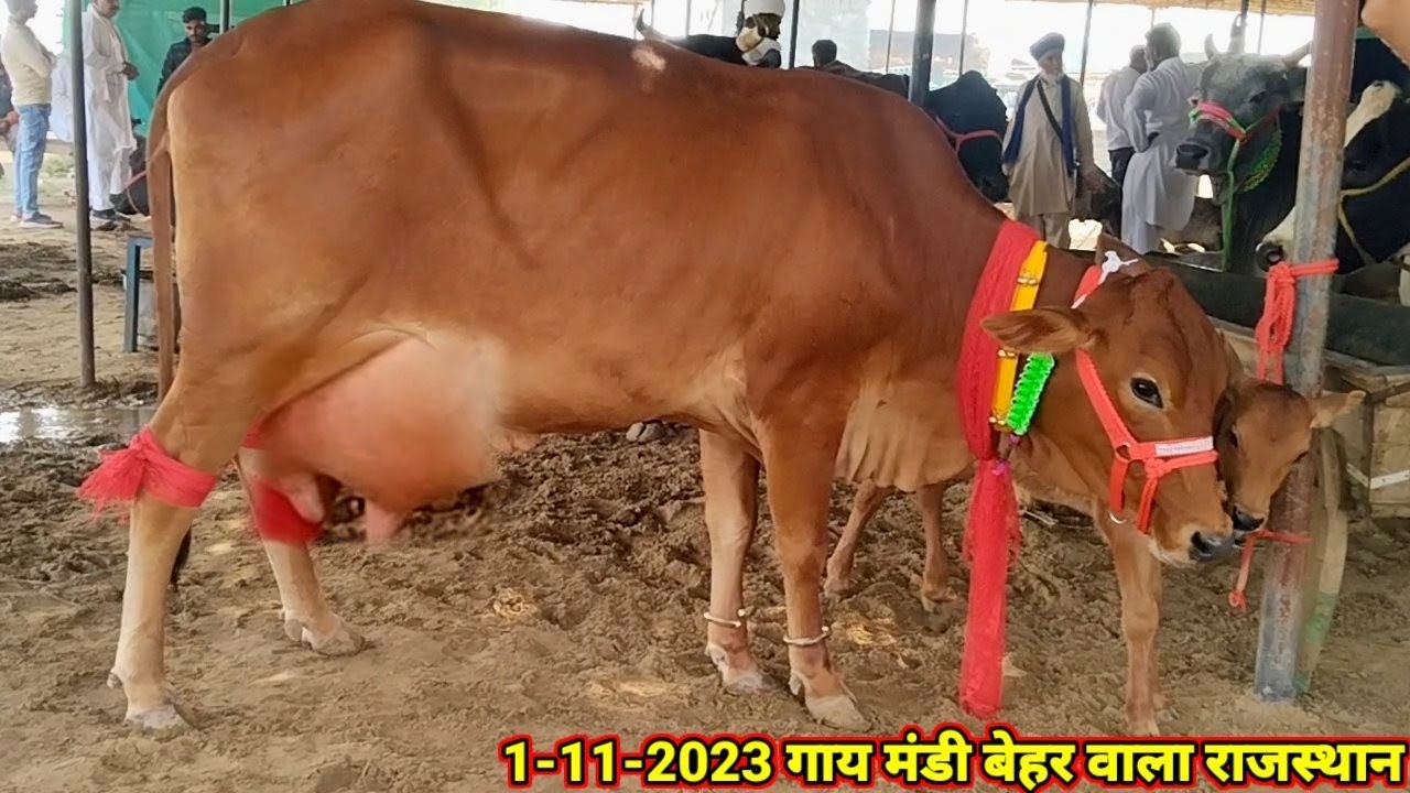1- 11-2023 पशु मंडी बेहर वाला राजस्थान जिला हनुमानगढ़ स्पेशल गाय मंडी @priyankadinuvlogs4789