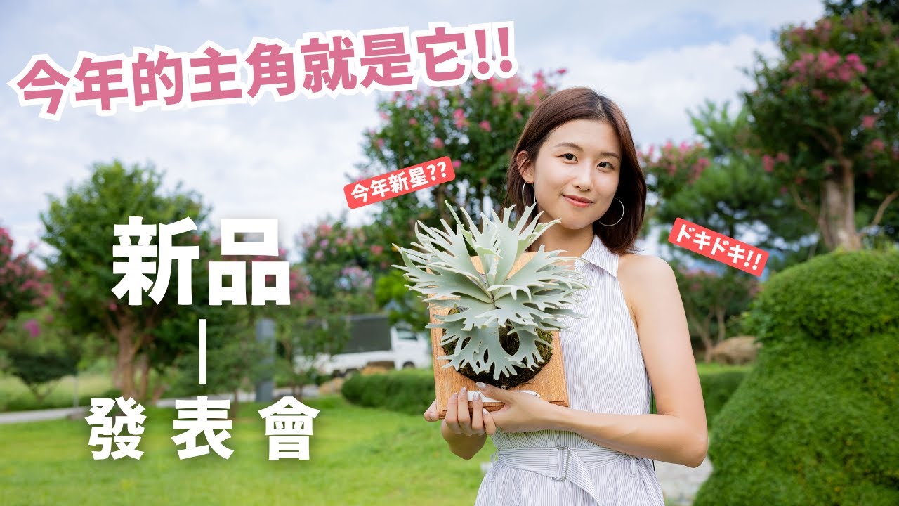 【晴花鹿苑-鹿角蕨特輯】2025絕美新品 Lunella 大曝光! Our New Star in 2025, P. Lunella! #鹿角蕨 #ビカクシダ #platycerium