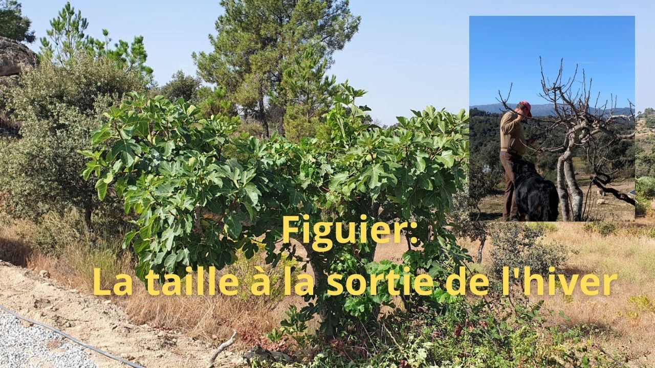 Figuier #2: La taille à la sortie de l'hiver