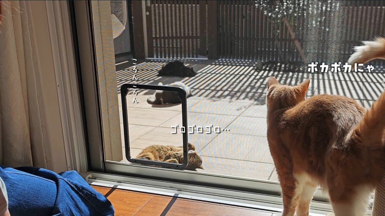 ハーネスの要らない中庭に飛び出してゴロゴロ転がる猫が可愛すぎた