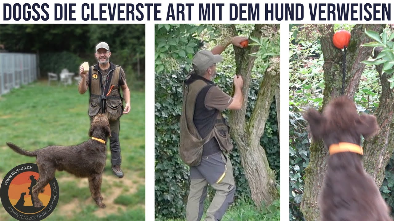Einfach Verweisen mit DOGSS (Dog Search System) | Hundeschule U.B.