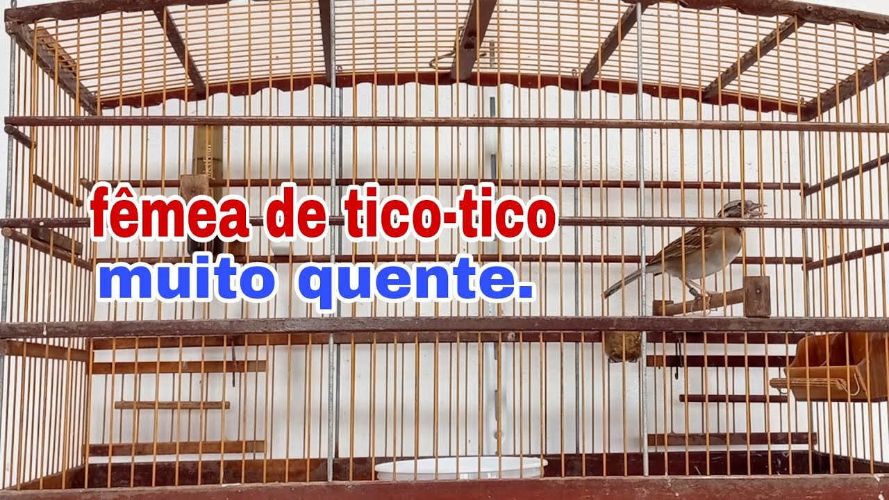 melhor fêmea de TICO-TICO piando muito. essa levanta até defunto