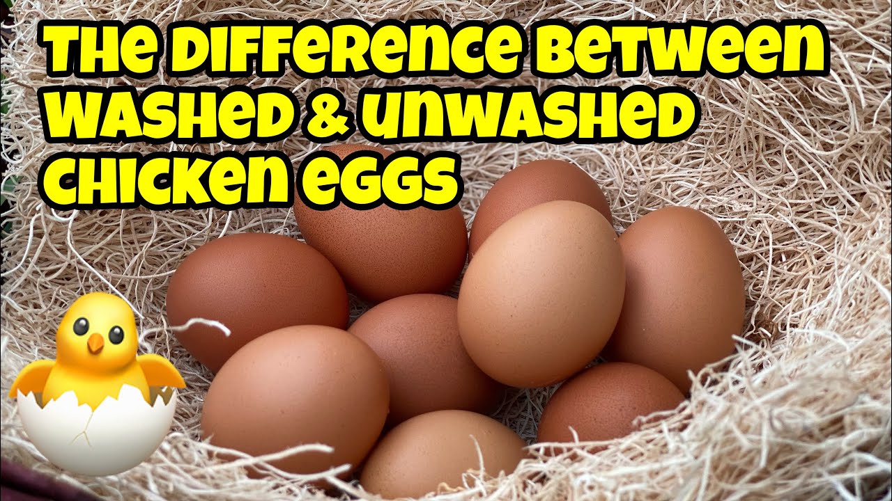 The difference between washed & unwashed eggs #backyardchickens#chickens#eggs#layinghens#spring2023