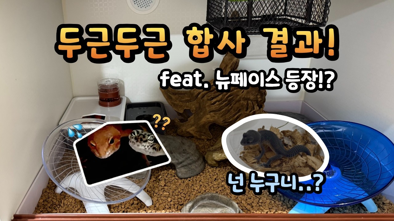 오돌토돌 합동 훈련🔥 |  입양병이 걸린 집사들 이야기 🫠